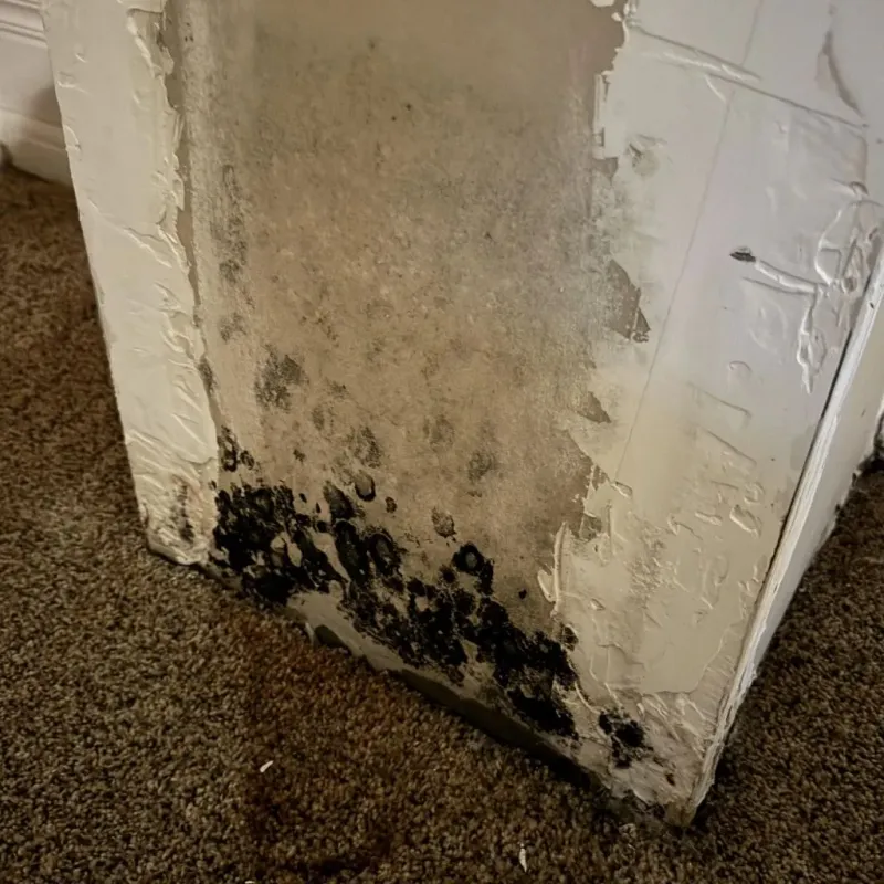 Professional Mold Removal in Bountiful, UT